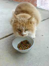 Your cat's nutrition affects almost every body process, including her overall health and vitality, and how long she lives. Cat Food Wikipedia