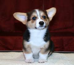 We currently have two locations. 77 Chihuahua Puppies For Sale In Ohio Cleveland L2sanpiero