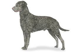 Image result for curly coated retrívr