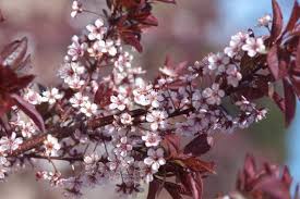 Image result for Prunus