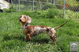 Canidae pure healthy weight chicken & pea recipe dry food. How Long Does An Overweight Dachshund Live