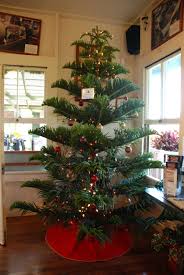 Norfolk Island Pine For A Christmas Tree You Can Get Nice Big Landscaping Ones In Pots For A Hawaiian Christmas Tree Christmas Tree Plant Christmas Trimmings