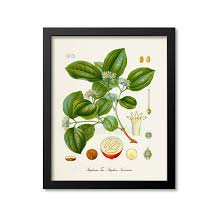 Image result for Strychnos