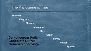 Finishing Taxonomy Domain Kingdom Phylum Sub Phylum Class Order Family Genus Species The Phylogenetic Tree Do Kangaroos Prefer Chocolate Or Fruit Generally Ppt Download