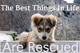Inspirational Rescue Dog Quotes With Pictures Rescue Dog Quotes Rescue Dogs Dog Quotes