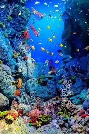 Photolifox Maya47000 The Aquarium By Cheeyong Goh Ocean Creatures Beautiful Sea Creatures Ocean Wallpaper