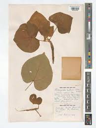 Image result for Hildegardia