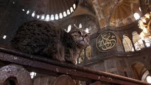 16 Yildir Ayasofya Da Yasayan Kedinin Durumu Merak Konusu Gundem Haberleri