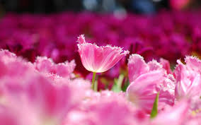 Flowers hd wallpapers in high quality hd and widescreen resolutions from page 2. Pink Flower Wallpapers Hd