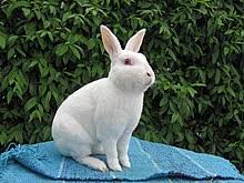 Rex kaninchen kaufen und verkaufen können sie bei den kleinanzeigen auf tieranzeigen.com. Rexkaninchen Wikipedia
