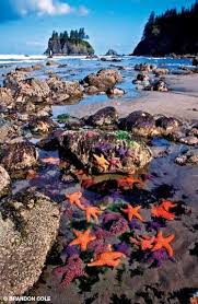 Ocre Sea Stars Olympic Mountains Washington So Beautiful