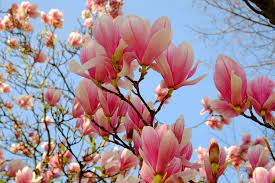 Image Result For Magnolia Tree Magnolia Trees Pink Flowering Trees Magnolia Blossom