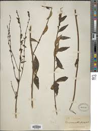 Image result for Tinnea aethiopica