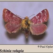 Image result for Buchnera affinis