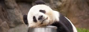 We did not find results for: Panda Duda News