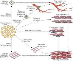 Describe in detail the two molecular processes in steroid and pepticle. Cell Therapy For Cardiac Repair Lessons From Clinical Trials Nature Reviews Cardiology