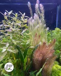 Image result for Rotala fontinalis