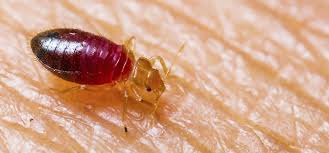 Works great, best product, aaa+, 5 stars, wow. Thick Skinned Bed Bugs Defy Insecticide Treatment Rentokil