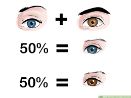 Why can't the calculator provide exact predictions? How To Predict Your Baby S Eye Color 12 Steps With Pictures