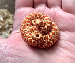 Jan 18, 2018 · the south american tricolor hognose snake (xenodon pulcher) does not feign death, but seems to rely instead on its brilliant warning colors to ward off predators. Hognose Snake Mount General Discussion World Of Warcraft Forums