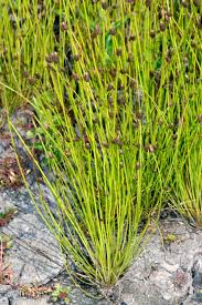 Image result for Eleocharis naumanniana