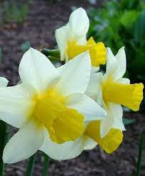 Pin On Bloembollen Flowerbulbs
