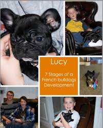 7 stages of puppy development bluegrass frenchies