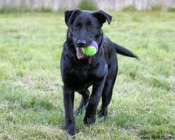 Male and female german shepherd lab mix puppies. German Shepherd Lab Mix Puppies Mn Archives Dogs Vets Trending Dogs Stories