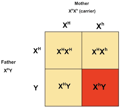 The punnett square for a monohybrid cross tracks the inheritance of a single trait and consists of four boxes, each of which what is a punnett square and why is it useful in genetics. Sbi3u