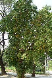 Image result for Strychnos