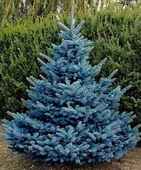 Instead it stays compact and full, with branches right to the ground. Baby Blue Colorado Spruce Pahl S Market Apple Valley Mn