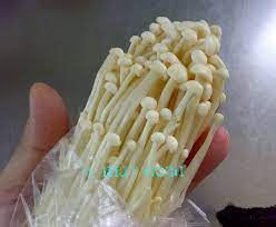 1) potong bahagian akar cendawan enoki dan bilas dan toskan air bilasan tadi. Tumis Air Pucuk Manis Berudang Dapur Tanpa Sempadan