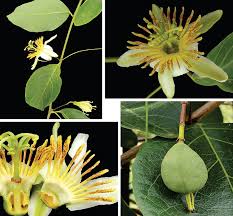 Image result for Passifloraceae