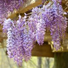 May 18, 2021 · it's the best choice for northern gardeners, because it's a little more hardy than american wisteria, withstanding winters as far as zone 3. Blue Moon Wisterias For Sale Fastgrowingtrees Com