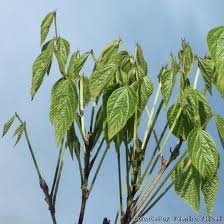 Image result for Dolichos sericeus