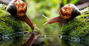 Si tienes una huerta o jardín en casa, es bastante probable que te hayas topado con los famosos caracoles, esos animaluchos de movimiento lento que suelen dejar un rastro de baba por donde quiera que pasan. Los Caracoles Y Babosas Danos Que Generan Caracteristicas Y Forma De Vida