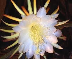 Pin On Nite Bloomers Moon Gardens