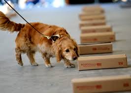 Best coffee capsule machine ukc events nose work for dogs. Nose Work Events Wheee Nosework
