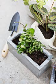 Keep kids and pets away from this poisonous plant. 7 Unique Non Toxic Houseplants A Beautiful Mess