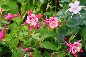 Perennial flowers for sun zone 9. 25 Best Full Sun Perennials Plants Flowers For Sunny Gardens