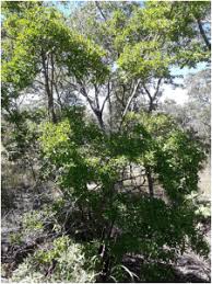 Image result for Tricalysia niamniamensis