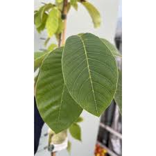 Image result for Annona cherimola