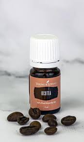 Image result for Ocotea