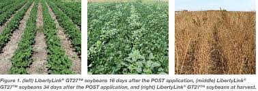 In all farming operations a good spraying program is essential to achieve a successful crop. Soybean Weed Control System Comparison
