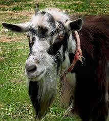 Billy Goat Happy Goat Goats Billy Goats Gruff