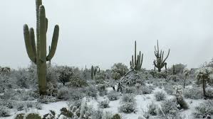Levar explores the sonoran desert in arizona, photographing its natural environment and learning about how animals in the desert adapt to this kind of climate. Snow Falls On Arizona Desert Stock Footage Video 100 Royalty Free 3475316 Shutterstock