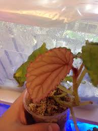 Image result for Begonia ciliobracteata