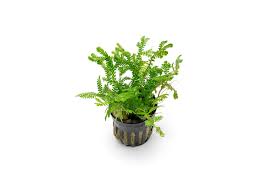 Image result for Selaginella kraussiana
