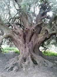 Olivastri Millenari Di Santo Baltolu Alberi Secolari Alberi In Fiore Sardegna