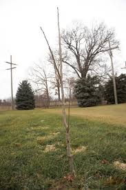 Image result for Turquoise 1961 Tappan